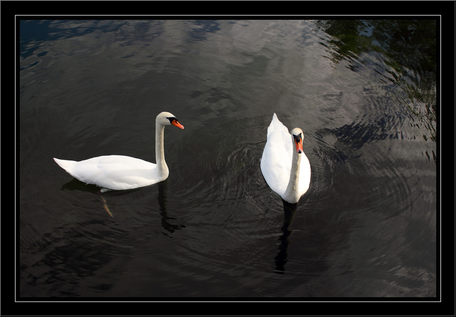 Couple de cygnes