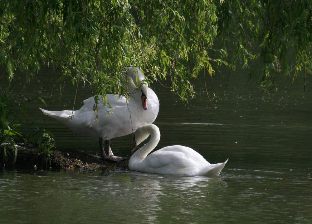 couple de cygnes