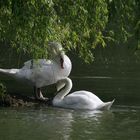 couple de cygnes