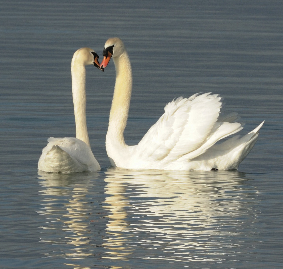 Couple De Cygnes Amoureux Photo Et Image Animaux Animaux Sauvages Oiseaux Images Fotocommunity