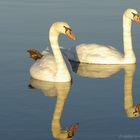 Couple de cygnes au crépuscule