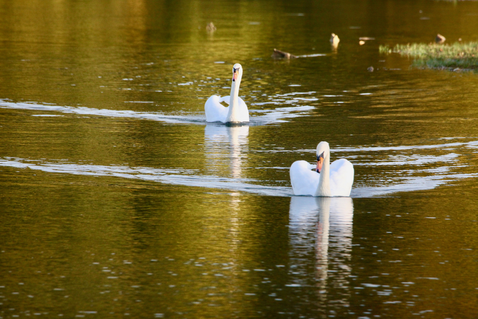 Couple de cygnes