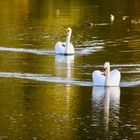 Couple de cygnes