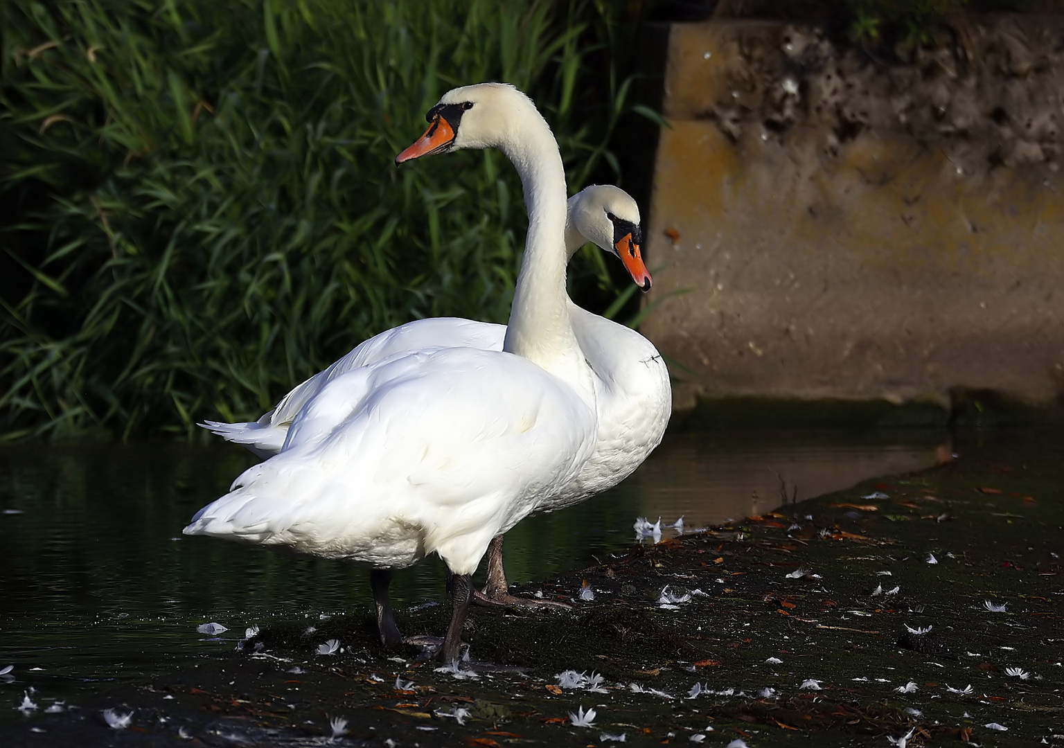 Couple de cygnes ( Cygnus olor ) 