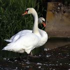 Couple de cygnes ( Cygnus olor ) 