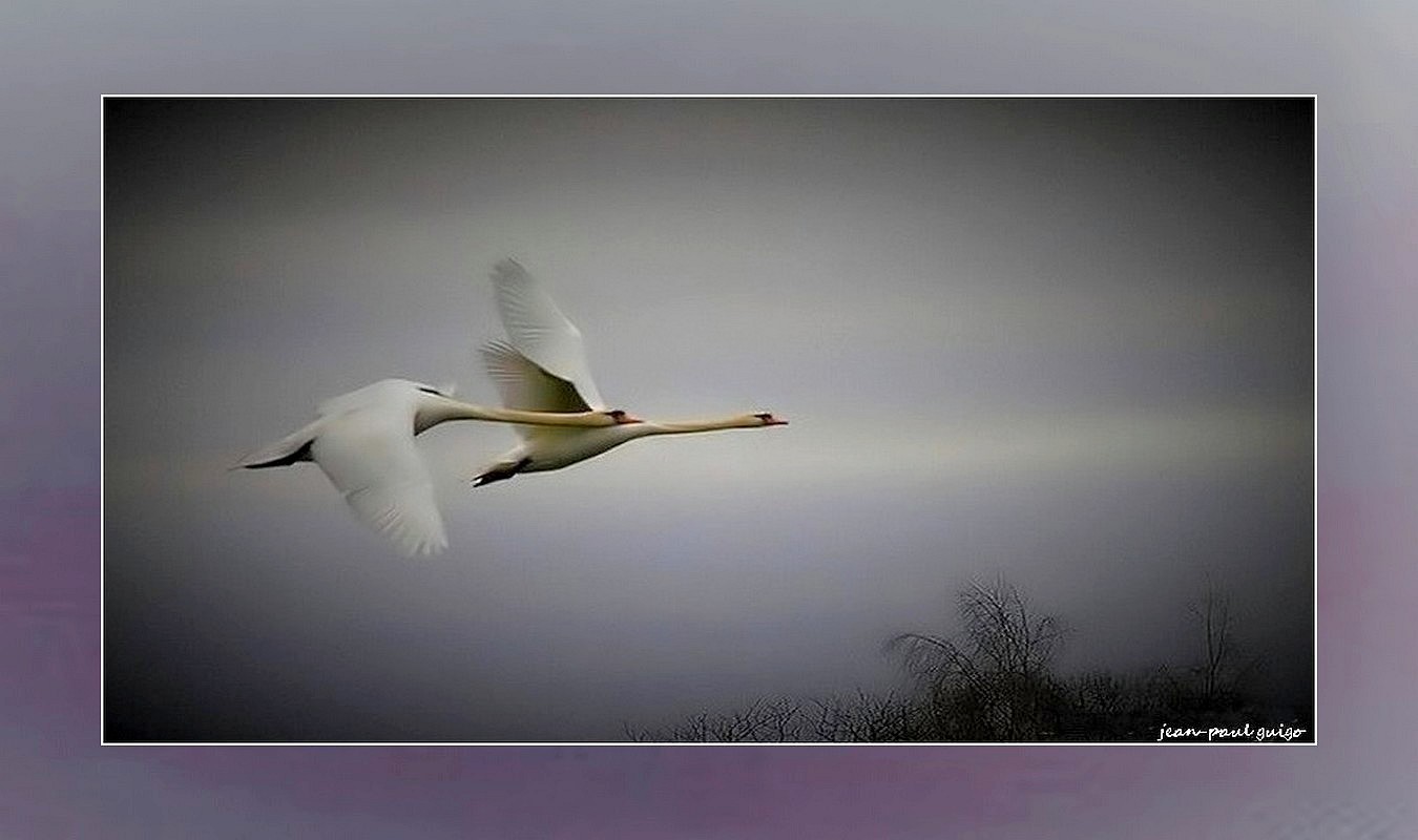 couple de cygnes