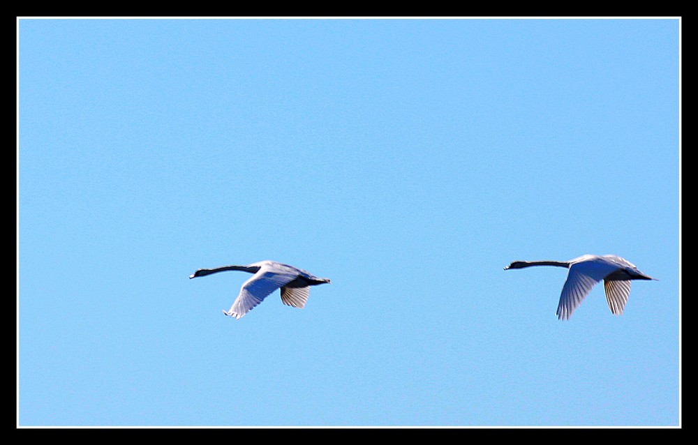 " Couple de cygnes sur le bassin d'Arcachon "