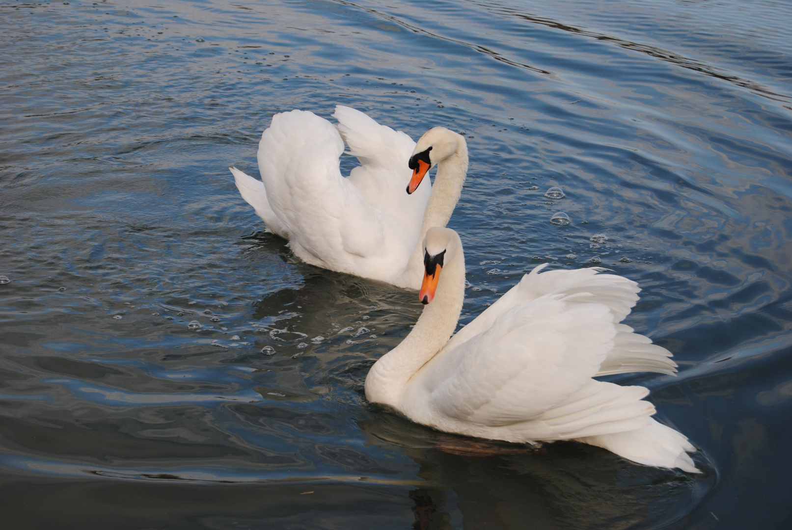 couple de de cygnes au canal d'Alsace