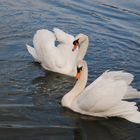 couple de de cygnes au canal d'Alsace