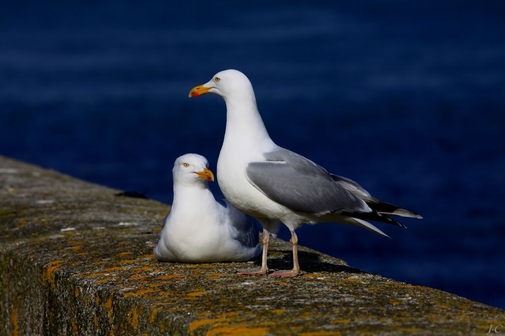 " Couple de goélands "