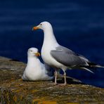 " Couple de goélands "