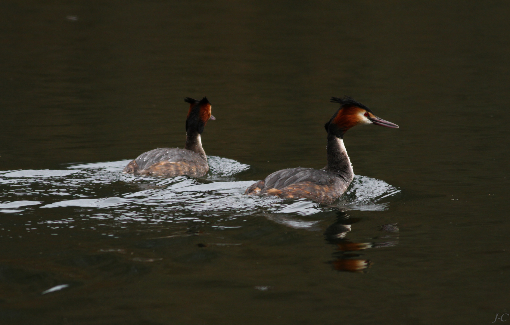 " Couple de grèbes "