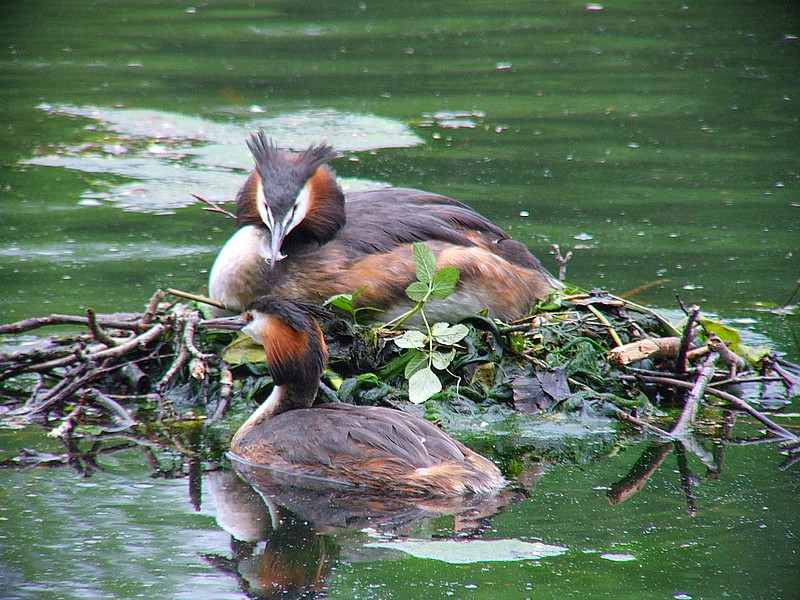 couple de grèbes huppés