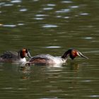 " Couple de grèbes huppés "