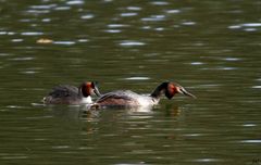 " Couple de grèbes huppés "