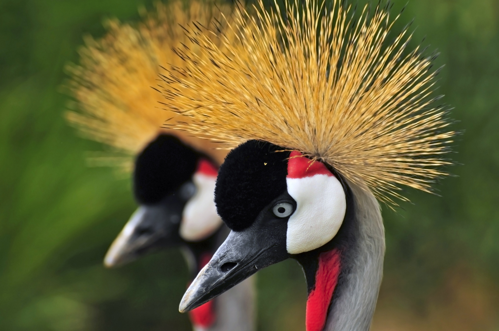 Couple de grues royales