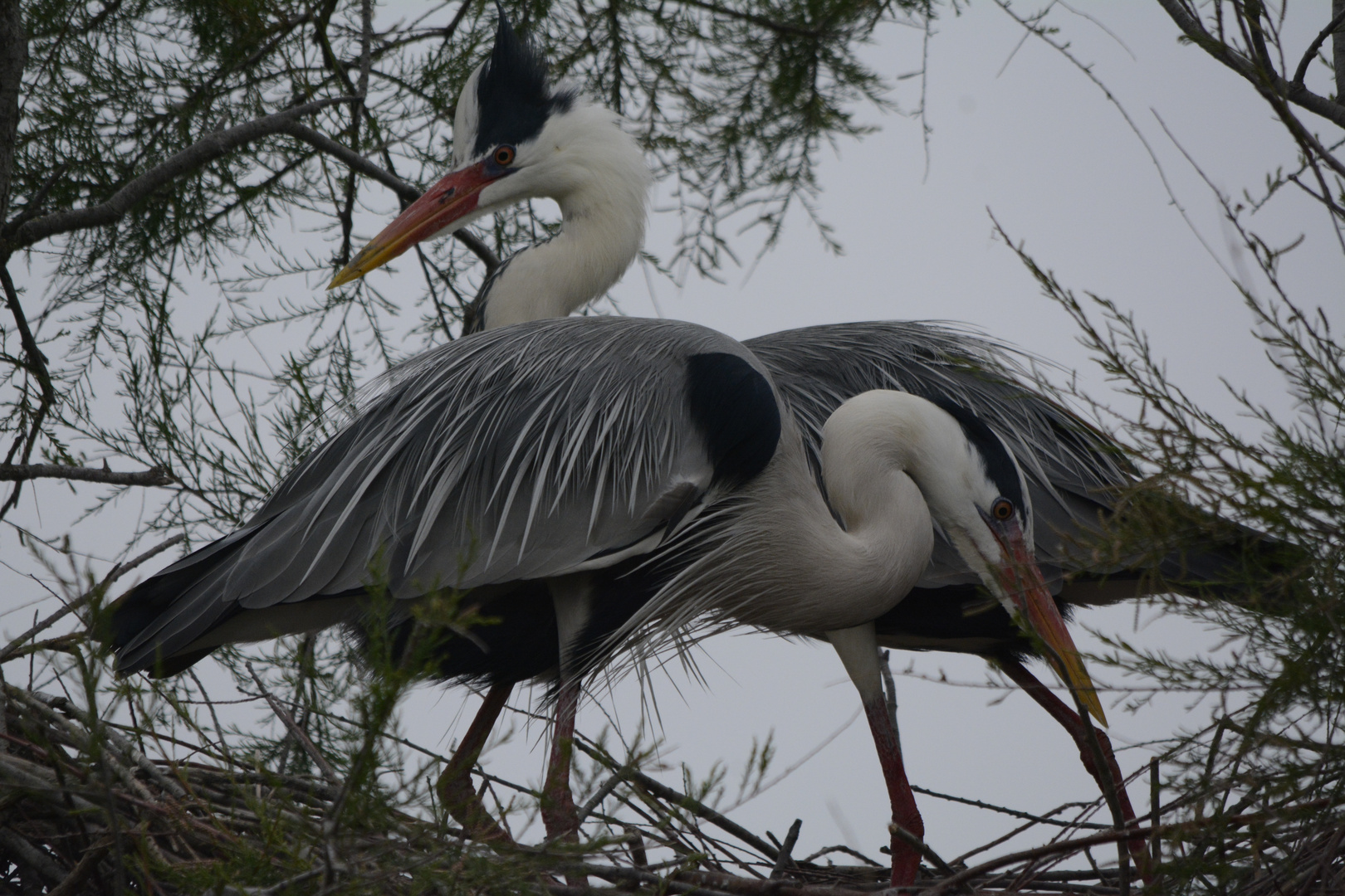 couple de hérons