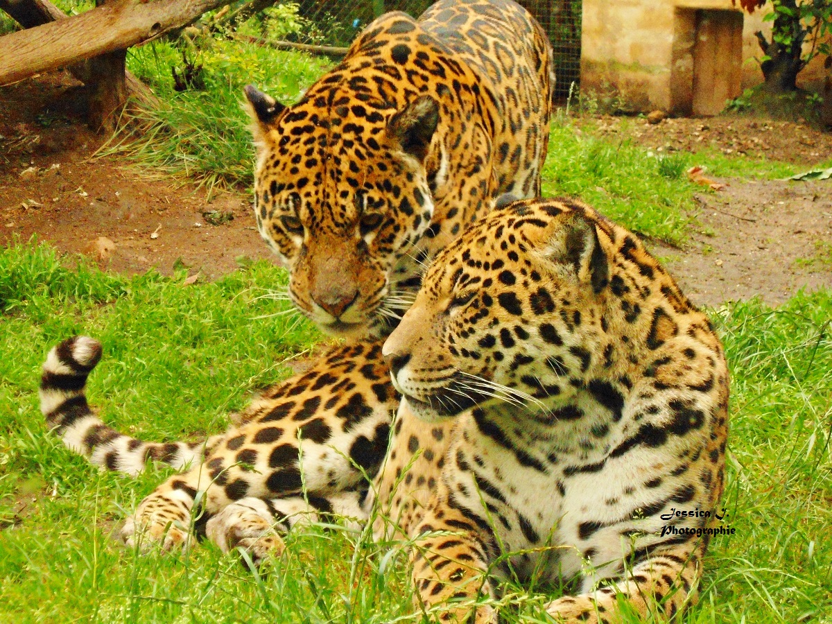 Couple de Jaguars