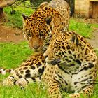 Couple de Jaguars