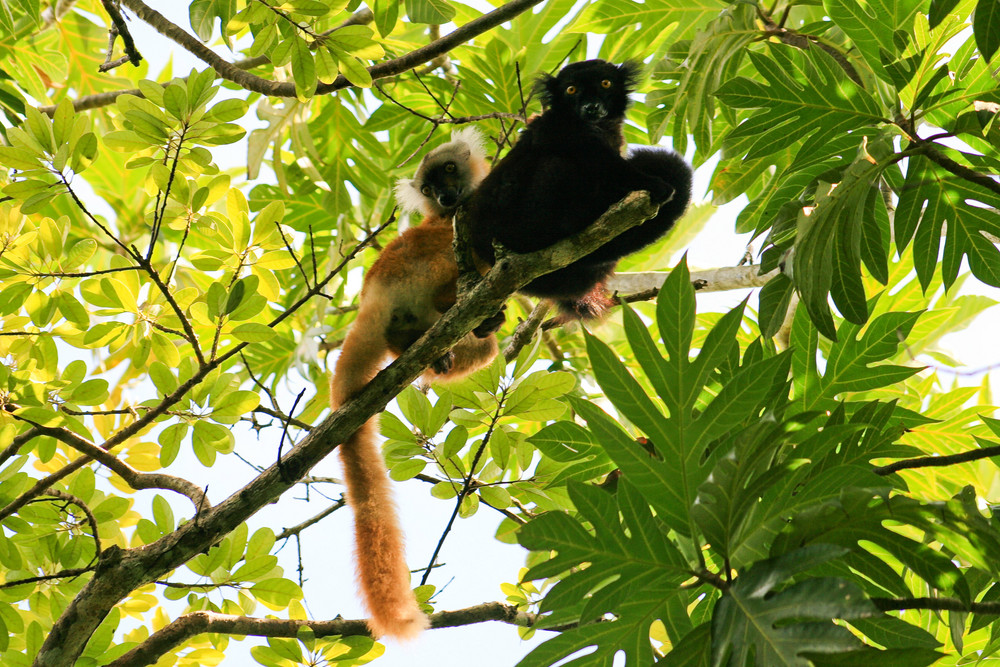 Couple de lémuriens diurnes ( MADAGASCAR )