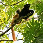 Couple de lémuriens diurnes ( MADAGASCAR )