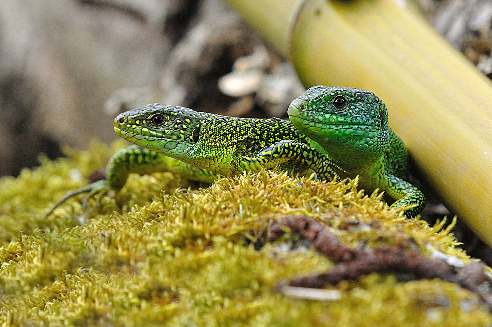 couple de lézard