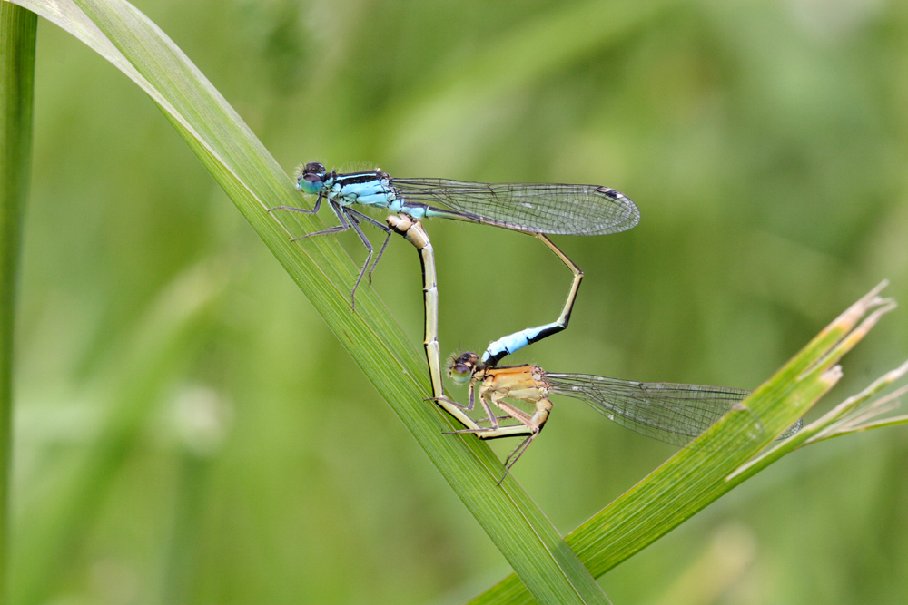 Couple de libellules