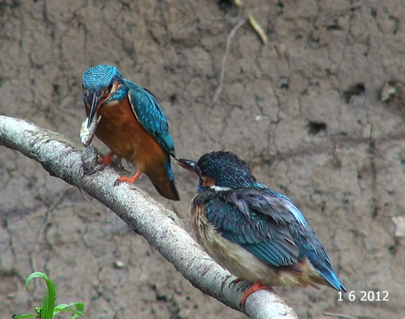 Couple de martin-pêcheur