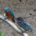 Couple de martin-pêcheur