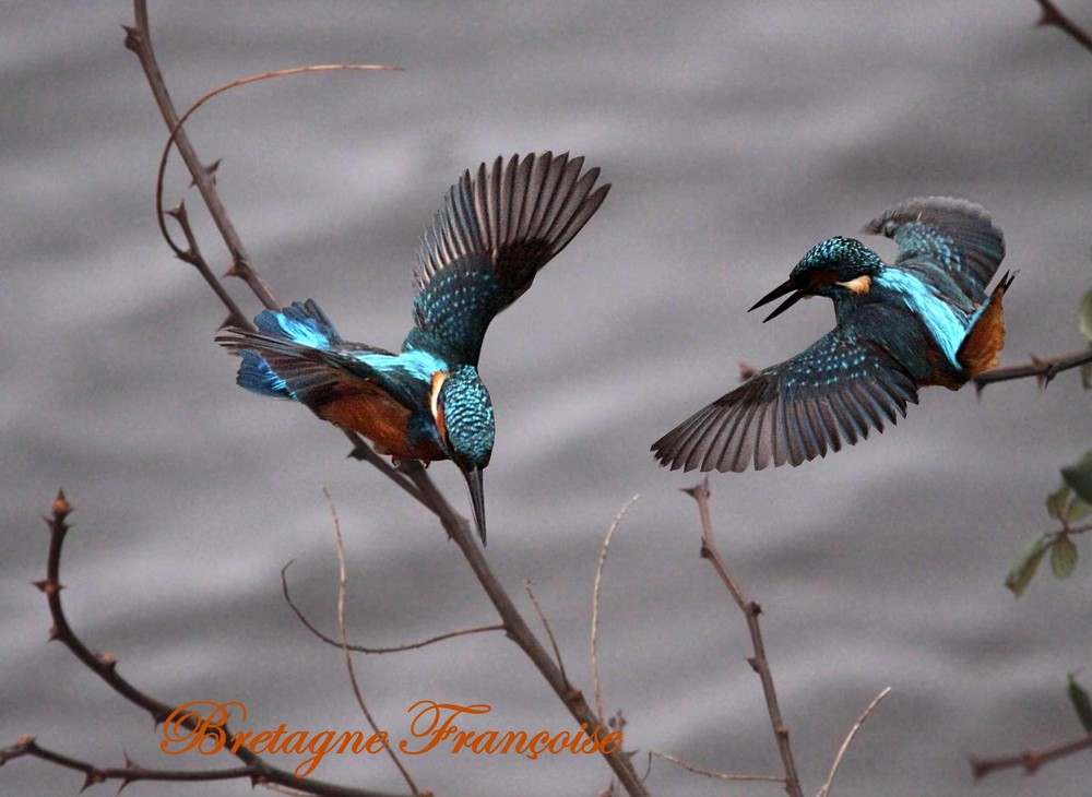 couple de martin pêcheur