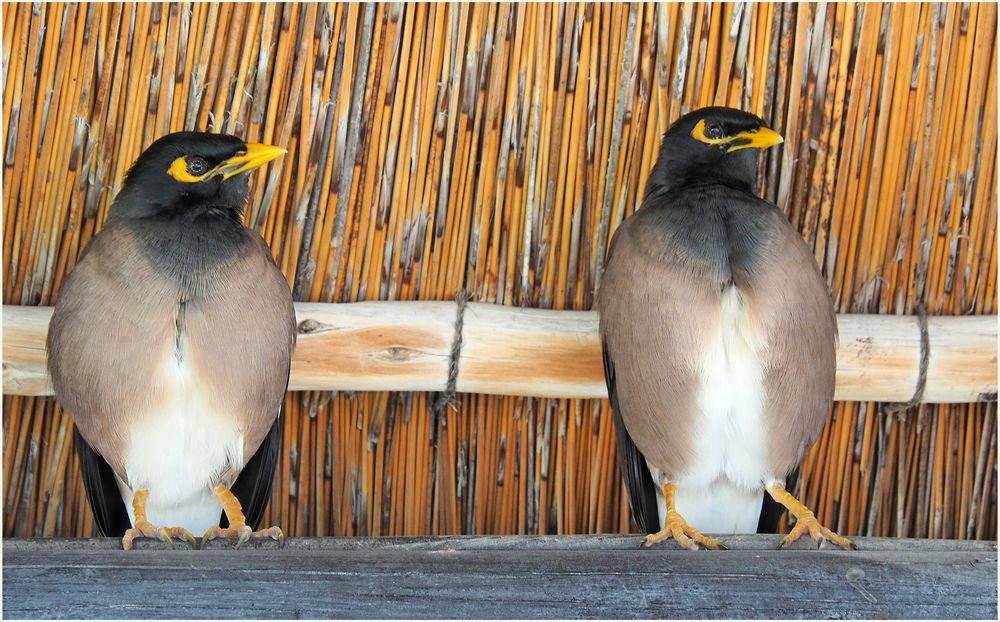 Couple de merles Moluc ou « Martin triste »