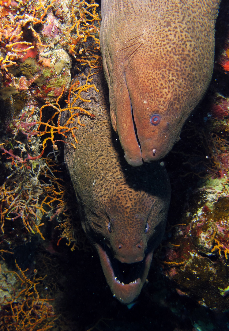 couple de murènes javanaise egypte mer rouge