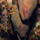 couple de murènes javanaise egypte mer rouge