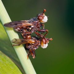 Couple de Myopa (Conopidae)