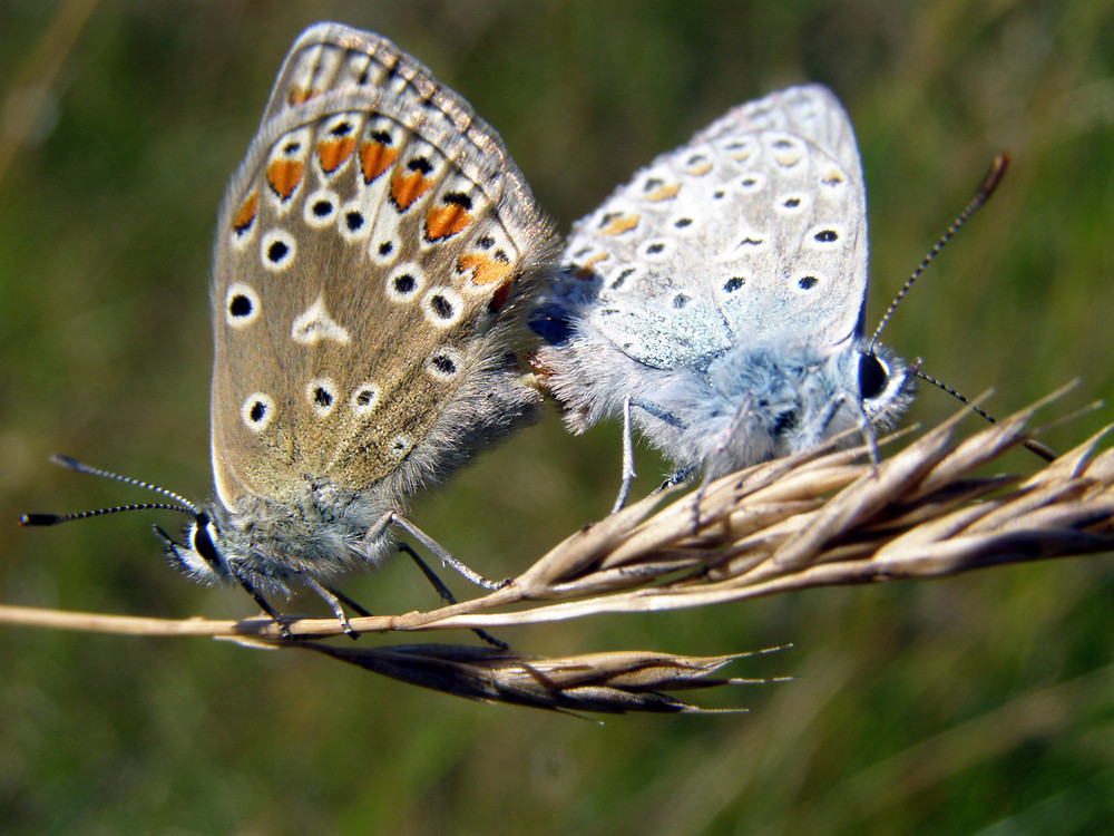 Couple de papillon