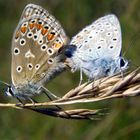 Couple de papillon