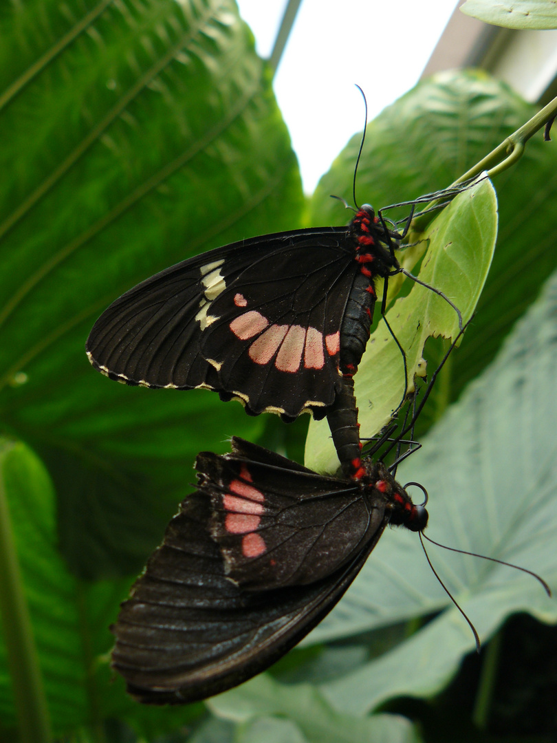 Couple de papillons