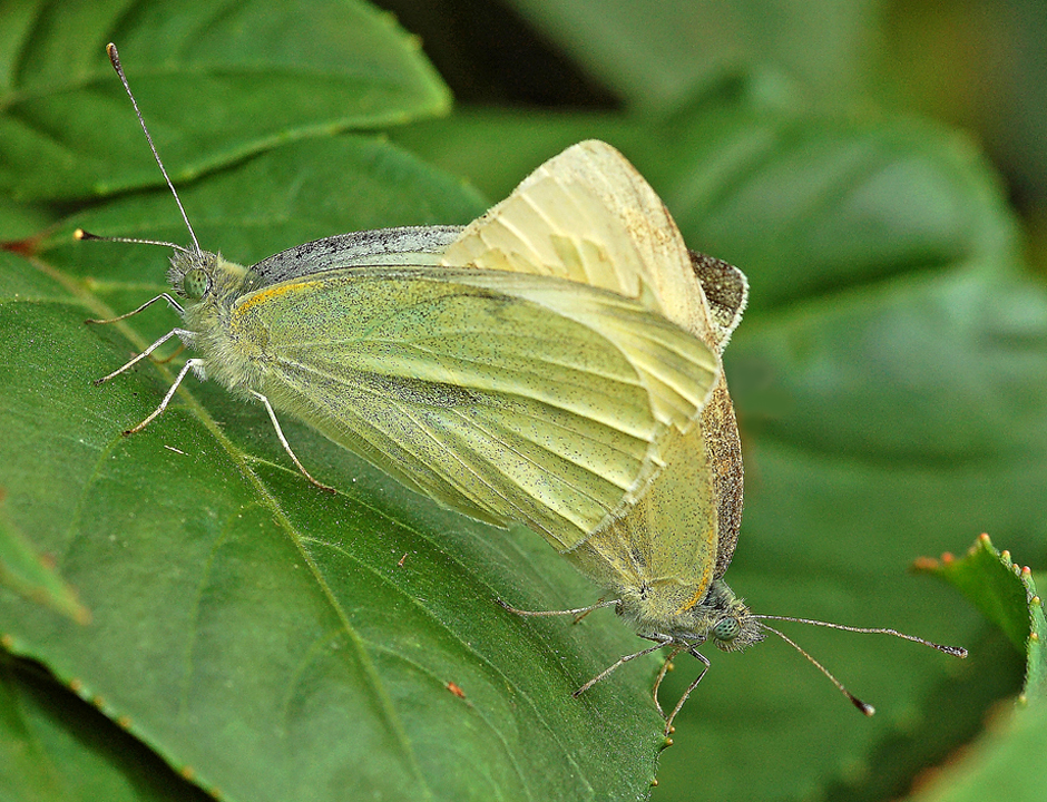 Couple de papillons