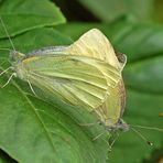 Couple de papillons