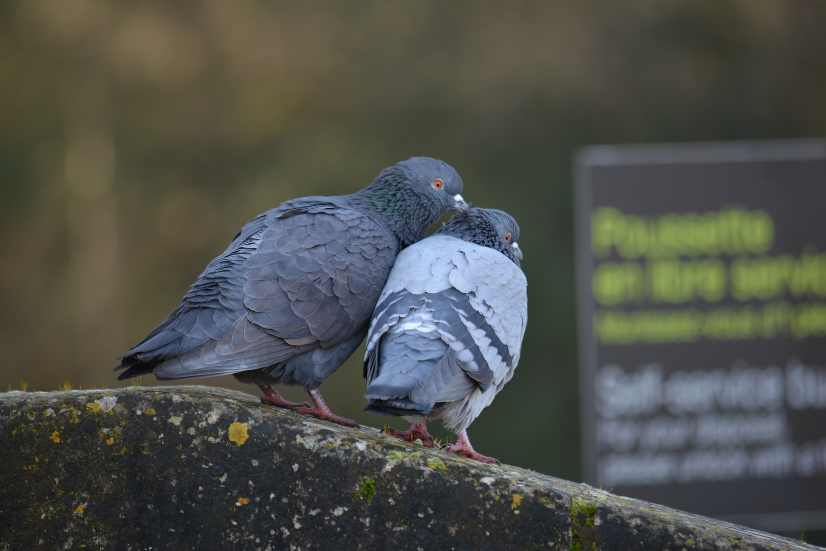 Couple de pigeons