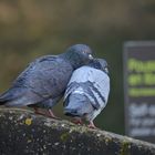 Couple de pigeons