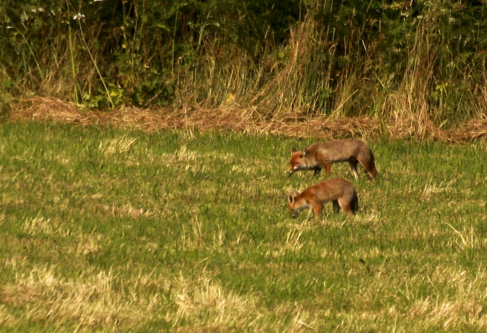 Couple de renard : chasse en fin de soirée