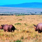 Couple de rhinocéros noirs