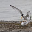 Couple de sternes naines