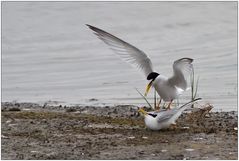 Couple de sternes naines