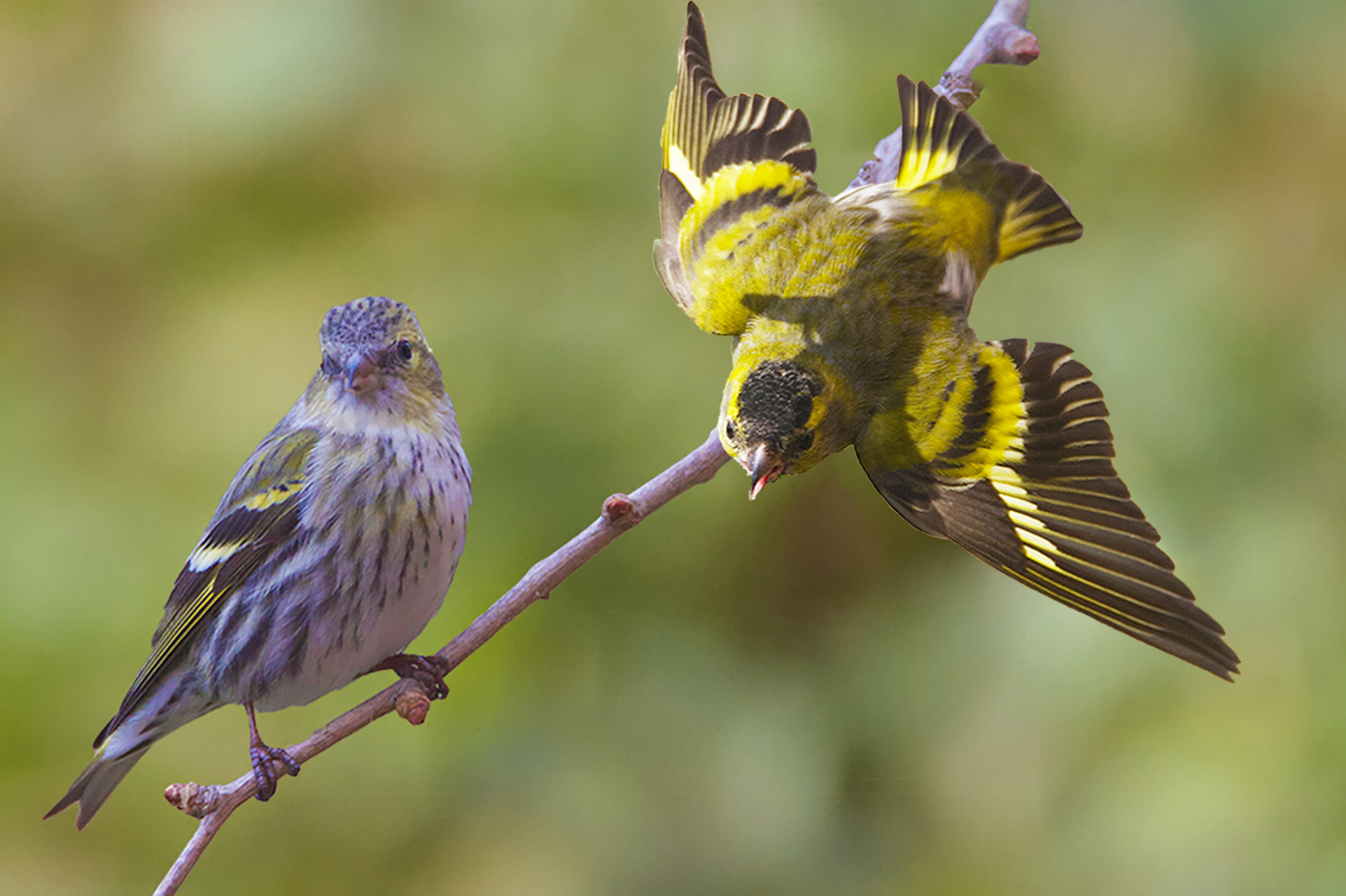 Couple de Tarins des Aulnes-Spinus spinus - Eurasian Siskin