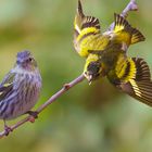 Couple de Tarins des Aulnes-Spinus spinus - Eurasian Siskin