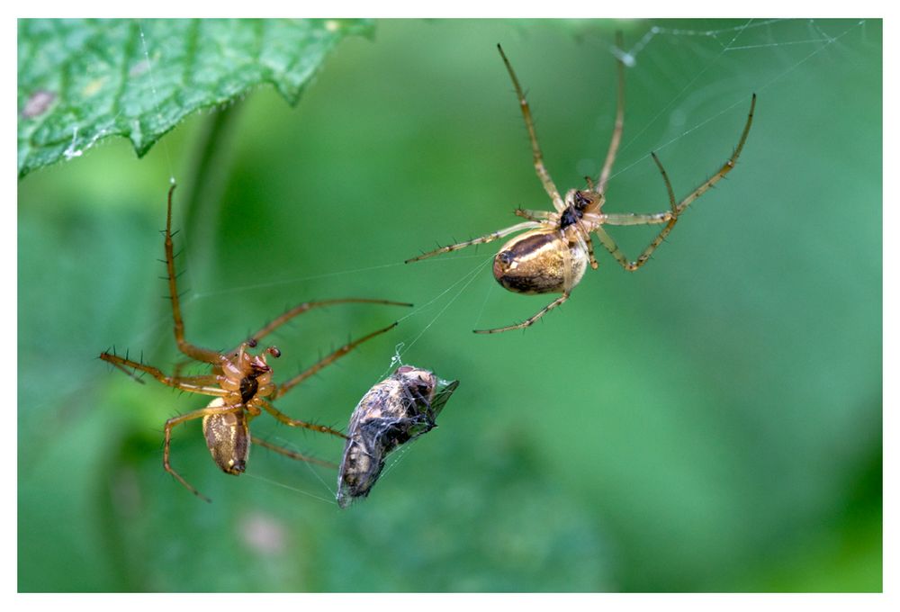 Couple d'Epeires à table