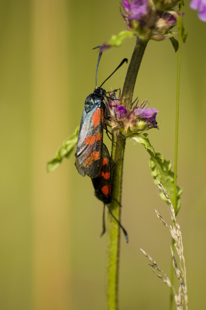 Couple d'insectes