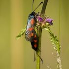 Couple d'insectes